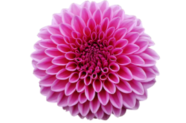 dahlia_no bg