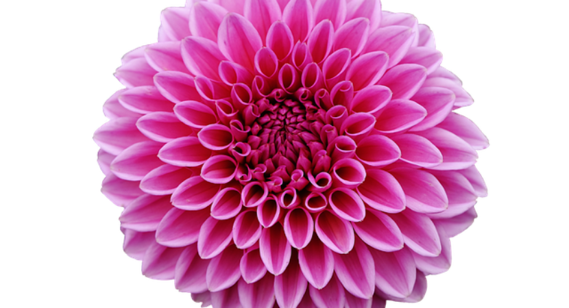 dahlia_no bg