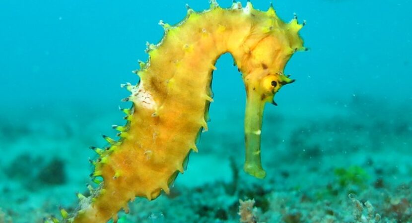 seahorse-1538016_640