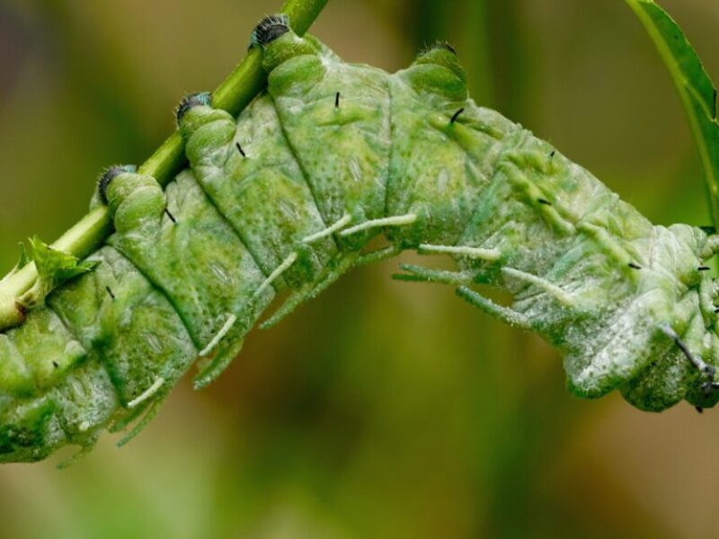 165106-caterpillar-2239522