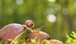 krzysztofniewolny-snail-5580326_1920