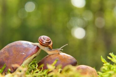 krzysztofniewolny-snail-5580326_1920