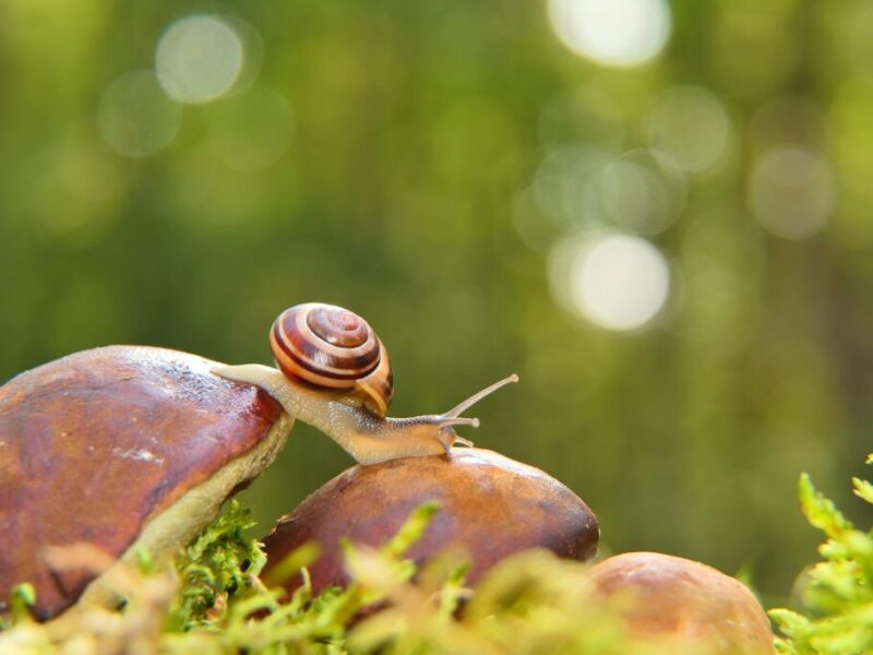 krzysztofniewolny-snail-5580326_1920