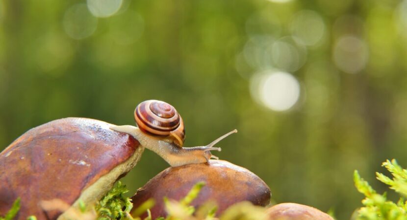 krzysztofniewolny-snail-5580326_1920